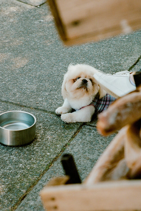Grape Plaid Ruched Dog Vest