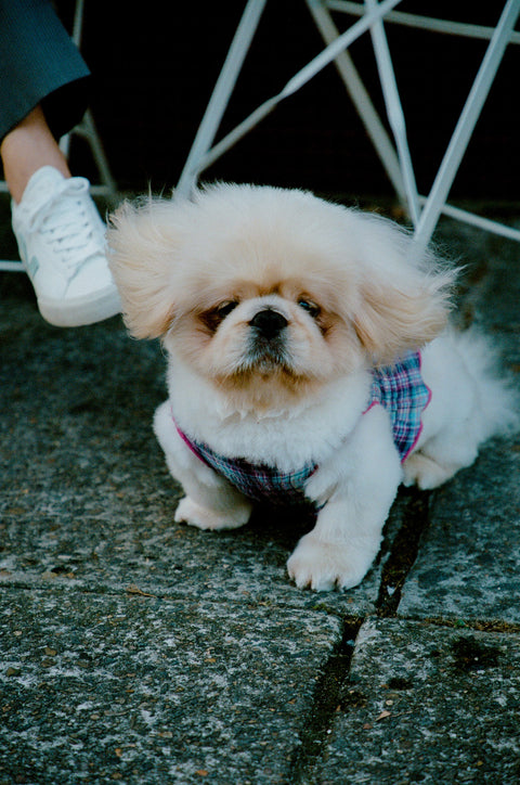 Grape Plaid Ruched Dog Vest