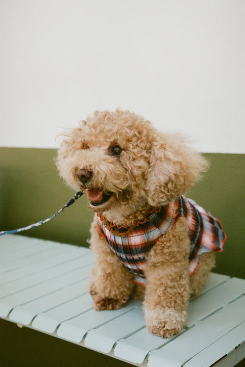 Negroni Ruched Dog Vest