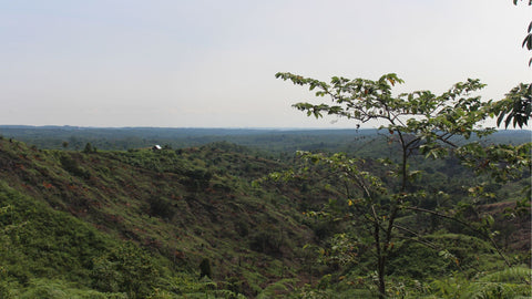ReForest Now
